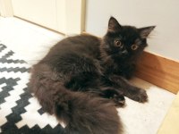Biricik yavrumuz British Longhair