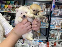 Pomeranian Dişi Erkek Yavrularımız
