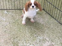 Cavalier King Charles Yavrular