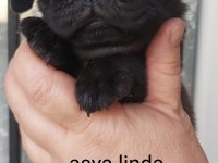 Pug Mops Bebekler