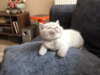 British shorthair yavrum
