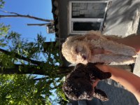 Lagotto Romagnolo Yavrularım
