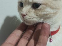 5 aylık kedime yuva arıyorum