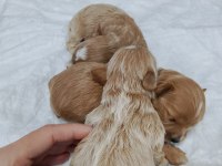 Minyatür maltipoo yavrular