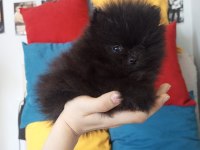 MİNİ BOY POMERANİAN YAVRULARI