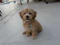 Tr nin en özel maltipoo yavruları