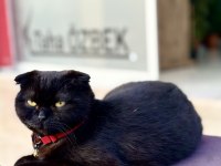 Scottish fold kedimiz