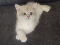 3 aylık golden british shorthair