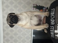 Pug Köpeğimiz Rıfkı Bey