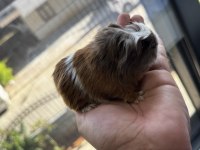 Dişi erkek ginepig yavrular antalya