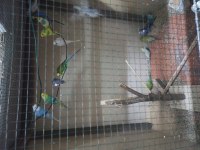 Bebek yavrular ve çeşitli yetişkinler