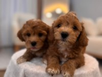 SEVİMLİ MALTİPOO YAVRULARIMIZ