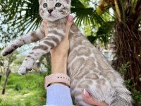 Silver Mink Erkek Bengal Kedisi 3 aylık
