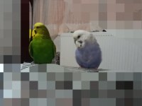 Muhabbet Kuşu Açıklamayı Okuyun Lütfen