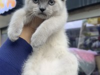 British Shorthair Blue Point Erkek Dişi Kardeşler