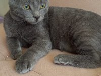 60 Günlük Russian Blue