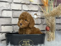 1 Ağustos doğumlu toy poodle