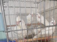 sultan papağan albino beyaz yavru 3 ay 6 ay