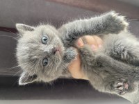British shorthair kedisi
