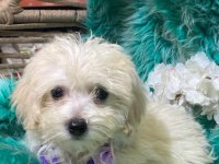 Güzel poodle yavrular yeni yuvalarına gitmeye hazır