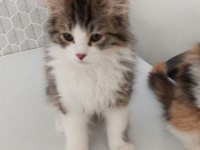 2.5 aylık british longhair yavru kedilere yuva arıyoruz