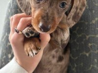 Dachshund Köpekler