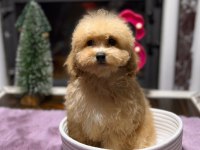 SEVİMLİ MALTİPOO YAVRULARIMIZ