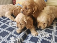 2 aylık tosun gibi american cocker yavruları
