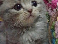 İlk görüşte aşk scottish fold