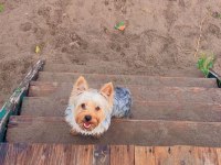 Wc eğitimli full aşılı bakımlı köpeğimiz