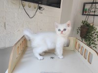 British Shorthair Ns11 Silver Point Yavru