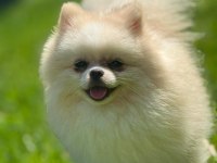 Sağlık ve ırk garantili Pomeranian