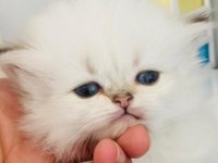 Pamuk şeker tasında bir dişi bebek