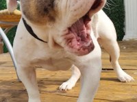 İngiliz Bulldog - Aman Allah ım bana mı bakıyorsun!