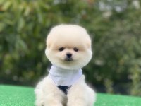 Teddy bear pomeranian boo bebeklerim teslime hazırlar