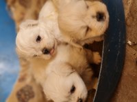 Maltese Yavrularımız