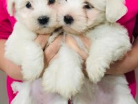Maltese terrier dişi bebişler