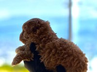 Yeni yuvasına hazır MALTİPOO ve POODLE yavrularımız