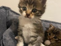 4 TANE YAVRU KEDİYE ACİL YUVA ARIYORUZ