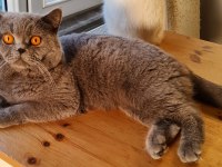 British shorthair sahibinden erkekler