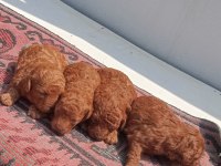 Toy poodle köpeği