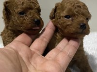 Teacup kore kan 1 aylık poodle yavrular