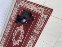 3 aylık pug yavrumuz yeni yuvasını arıyor