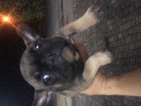 2.5 aylık ÇOK UYGUN fiyata verilecek french bulldog