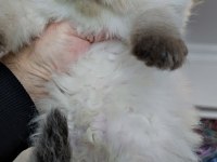 Çok tatlı minik panda british longhair