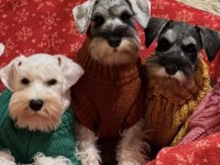 FCI Pedigreeli Miniature Schnauzer Yavruları