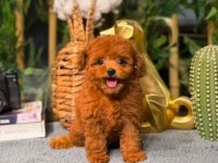 Garantili Poodle Bebekler