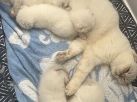 ANNESİNİN YANINDA 5 YAVRU KEDİMİZ