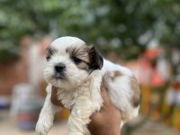 Shih tzu yavrularımız