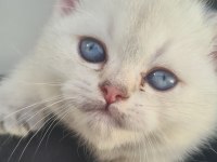Beyaz british shorthair kedisi ilanı